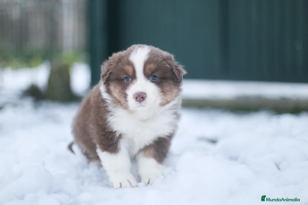 Pastor Australiano perros en venta: Cachorros de Pastor australiano  - Anuncio 6