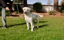 Labrador Retriever perros en venta: Labrador macho amarillo claro - Anuncio 3
