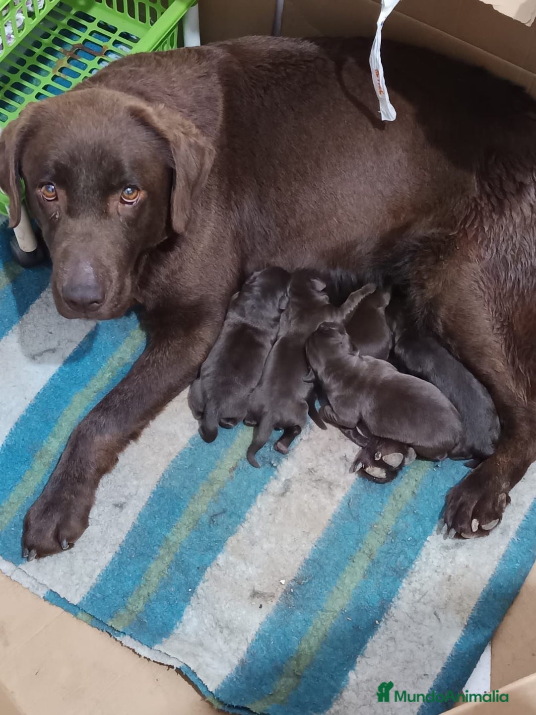 Labrador Retriever perros en venta: labrador 490€ real  - Imagen 1