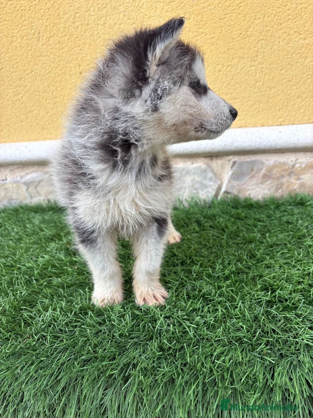 Husky Siberiano perros en venta: Husky siberiano impresionante machito - Anuncio 5