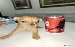 Chihuahua perros en venta: Chihuahua Macho toys - Imagen 1