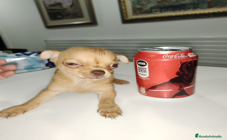 Chihuahua perros - Anuncio 1