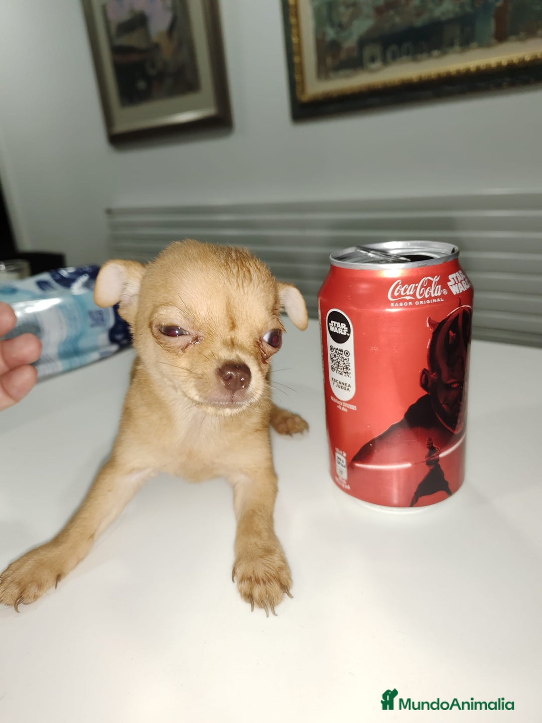Chihuahua perros en venta: Chihuahua Macho toys - Imagen 1