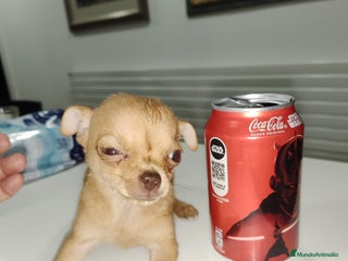 Chihuahua perros - Anuncio 2