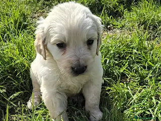 Golden Retriever perros Preciosa camada de golden línea americana en Córdoba - Anuncio 2