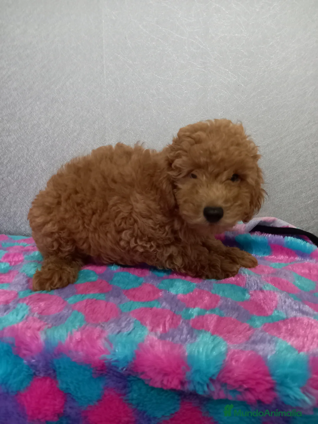 Caniche Toy perros en venta: Caniches en Curtis La Coruña - Anuncio 2