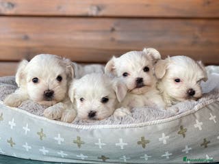 Bichón Maltés perros Bichon maltes cachorros en Madrid - Anuncio 8