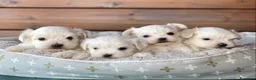 Bichón Maltés perros en venta: Bichon maltes cachorros en Madrid - Anuncio 1
