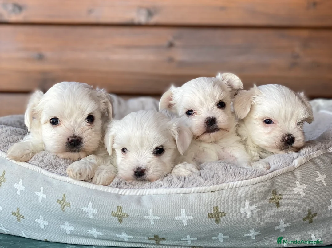 Bichón Maltés perros en venta: Bichon maltes cachorros en Madrid - Anuncio 1