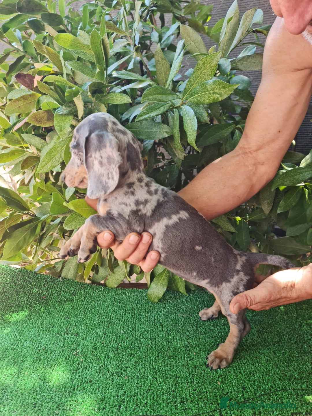 Teckel Miniatura perros en venta: Teckel arlequín mini - Imagen 5