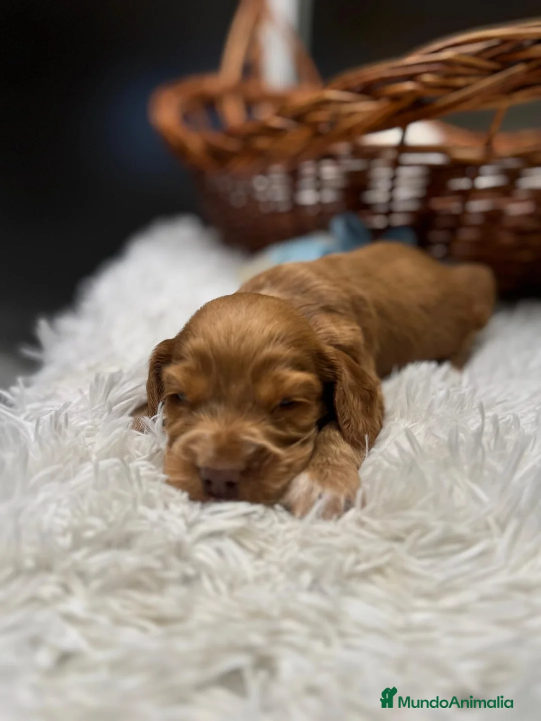 Cocker Spaniel Inglés perros en venta: COCKER SPANIEL INGLES - Anuncio 1