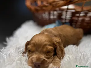 Cocker Spaniel Inglés perros COCKER SPANIEL INGLES - Anuncio 1