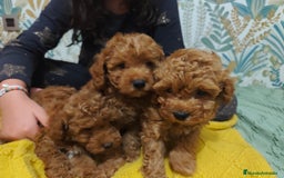 Caniche Toy perros en venta: Preciosas Hembras toy - Imagen 5
