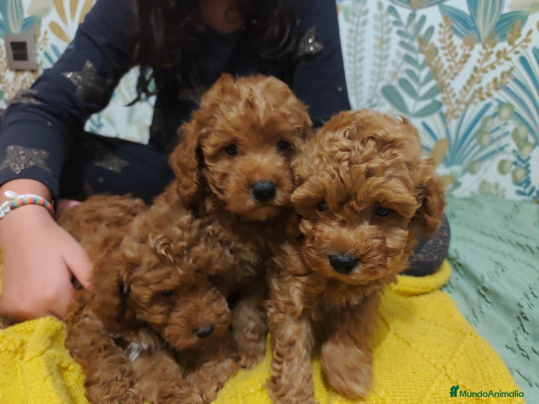 Caniche Toy perros en venta: Preciosas Hembras toy - Imagen 5