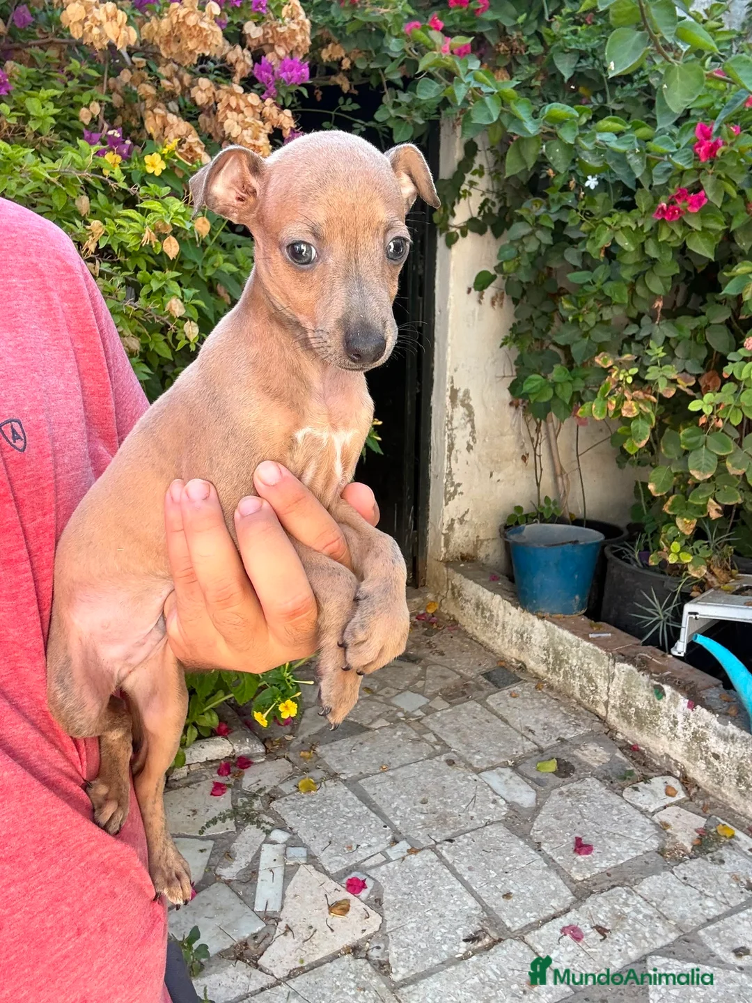 Pequeño Lebrel Italiano perros en venta: Cachorros de Lebrel Italiano  - Anuncio 3