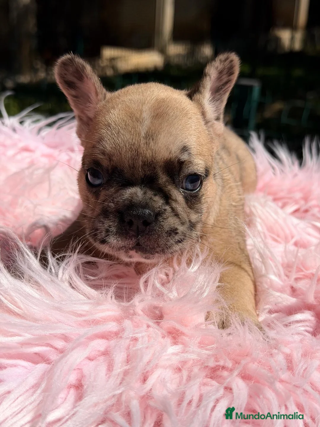 Bulldog Francés perros en venta: BULLDOG FRANCÉS  - Anuncio 2