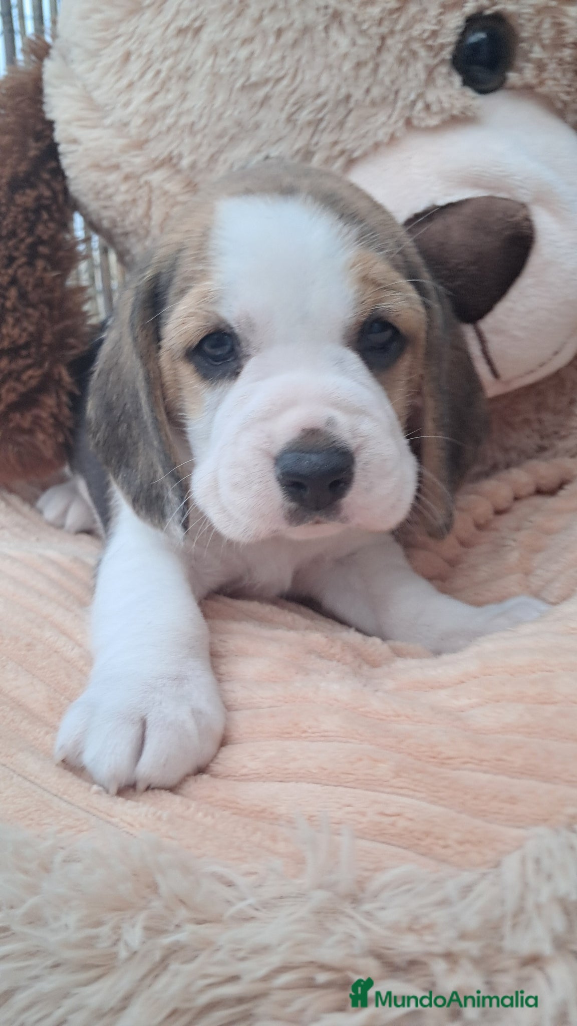 Beagle perros Bebés Beagles  - Anuncio 1