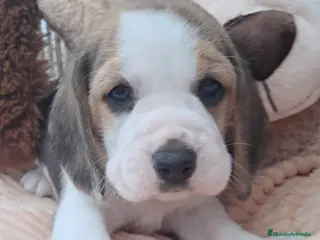 Beagle perros Bebés Beagles - Anuncio 1
