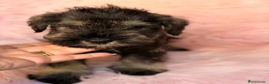 Schnauzer Miniatura 3