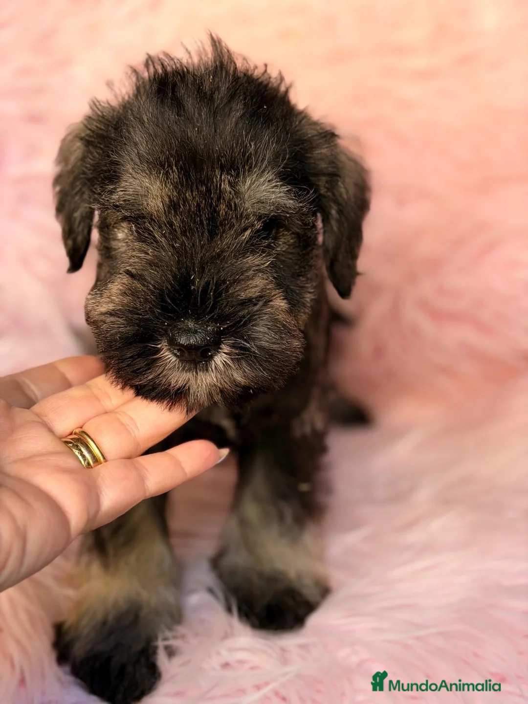 Schnauzer Miniatura perros en venta: Camada de schnauzer  - Anuncio 2