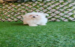 Bichón Maltés perros en venta: Bichón maltés toy  - Imagen 3