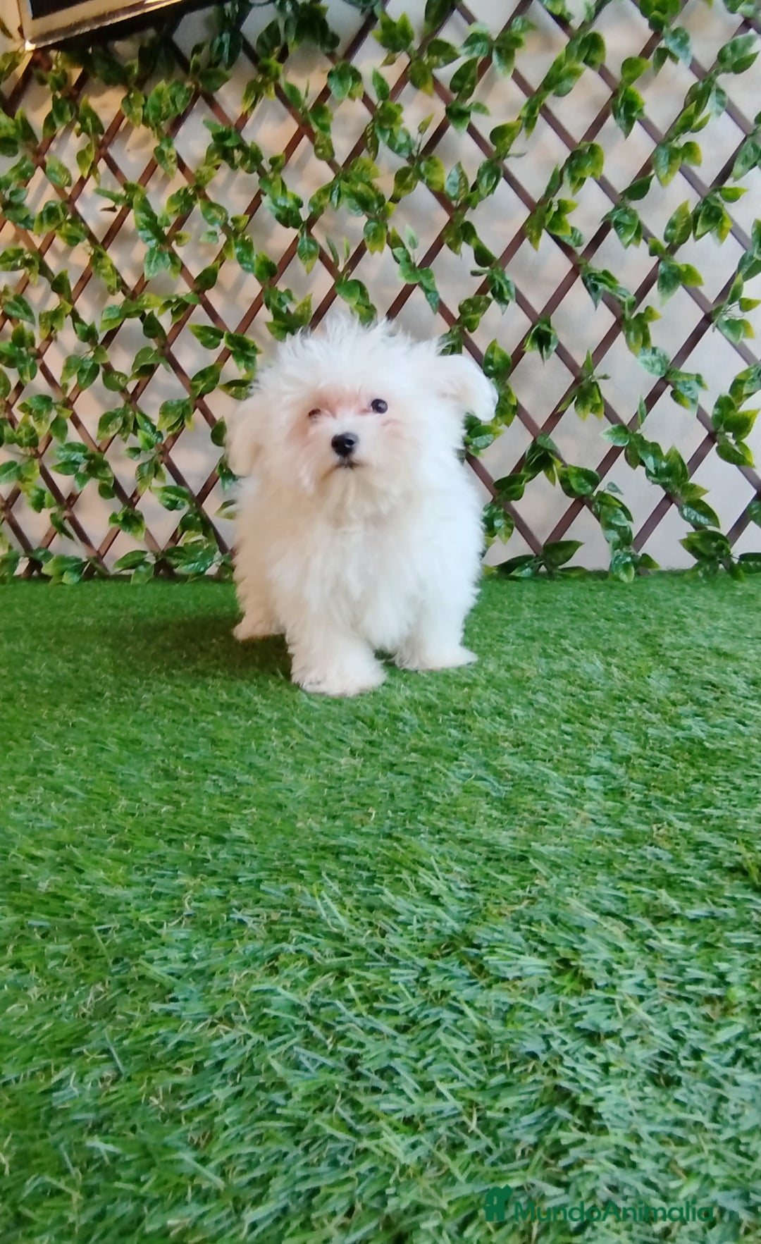 Bichón Maltés perros en venta: Bichón maltés toy  - Imagen 3