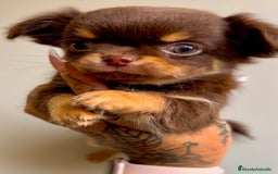 Chihuahua perros en venta: Chihuahua chocolate toy  en Barcelona - Imagen 4