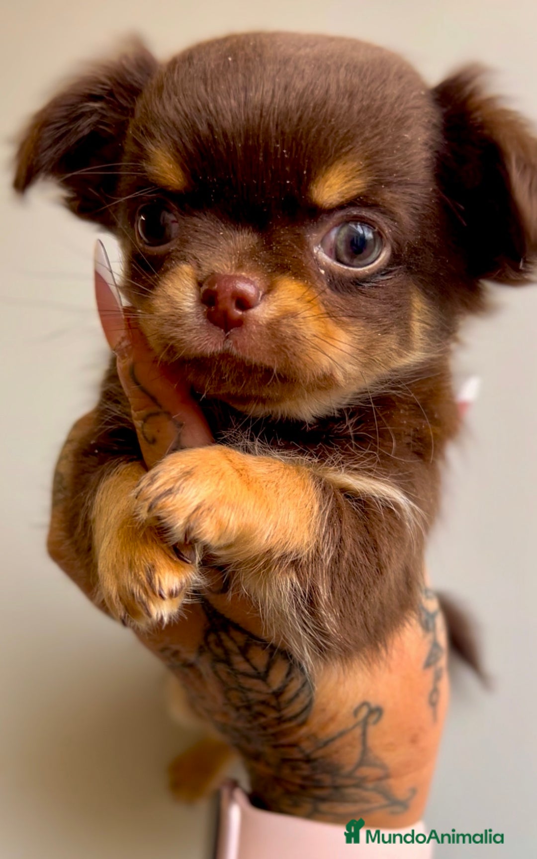 Chihuahua perros en venta: Chihuahua chocolate toy  en Barcelona - Imagen 4