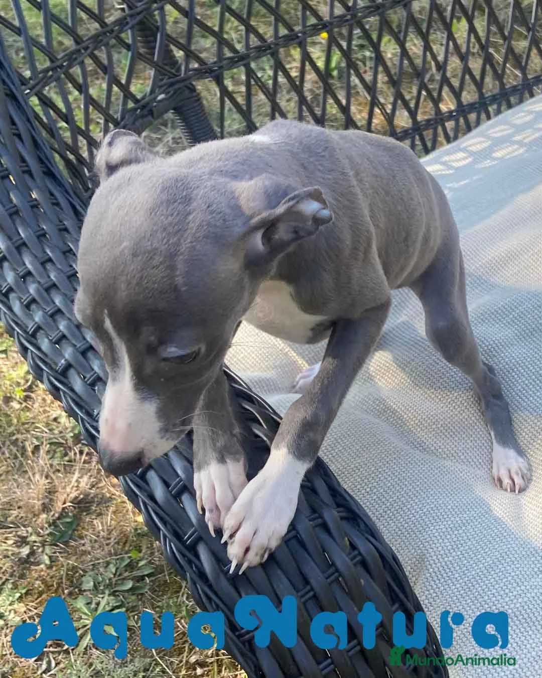 Pequeño Lebrel Italiano perros en venta: Lebrel Italiano Hembra 1980 AQUANATURA - Anuncio 2