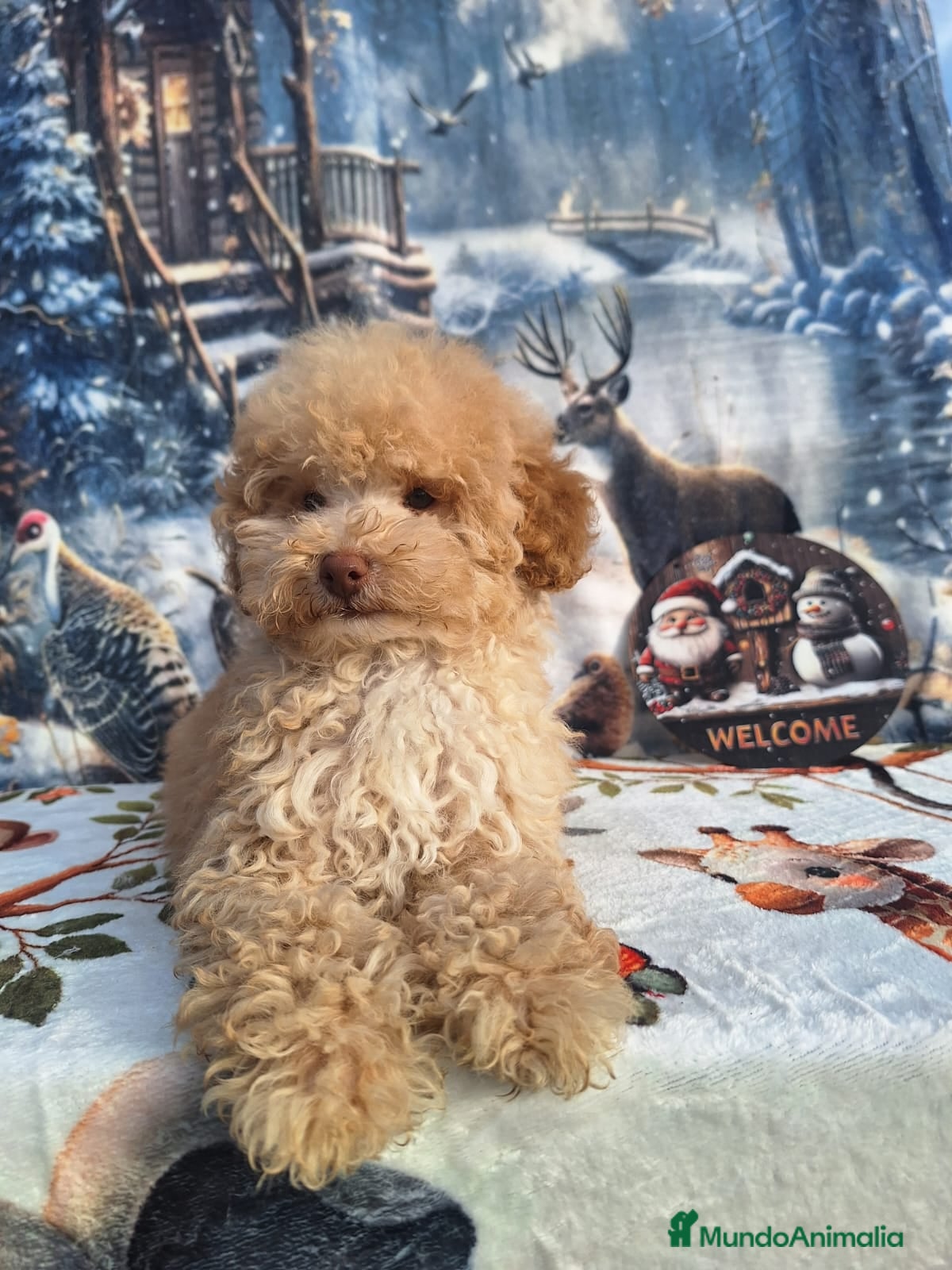 Caniche Enano perros Cachorro de Caniche enano  - Anuncio 1