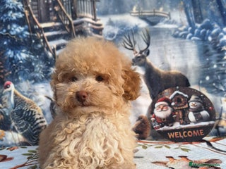 Caniche Enano perros Cachorro de Caniche enano - Anuncio 2