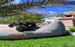Teckel Miniatura perros en venta: TECKEL NEGRO FUEGO - Imagen 5