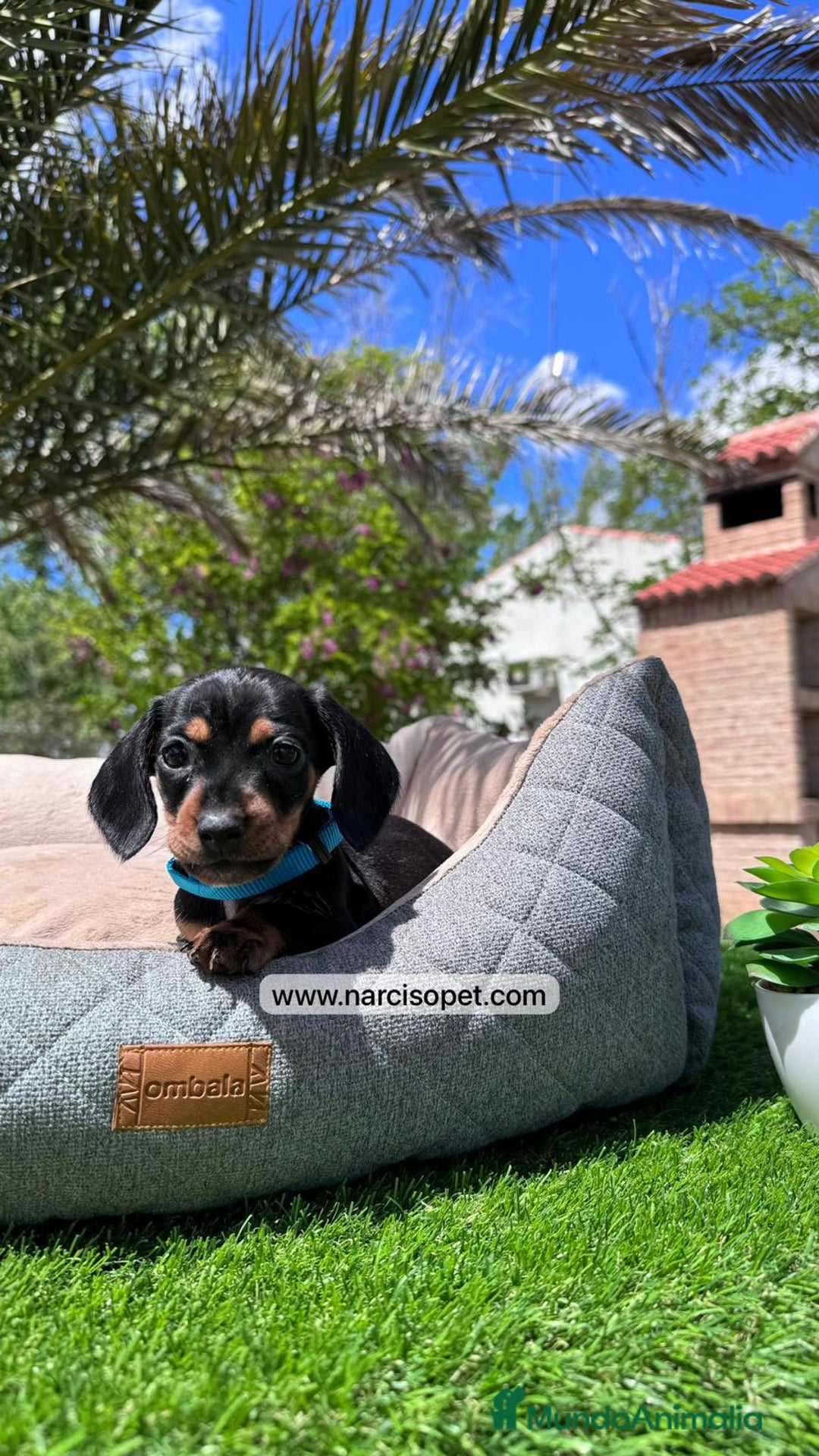 Teckel Miniatura perros en venta: TECKEL NEGRO FUEGO - Imagen 5