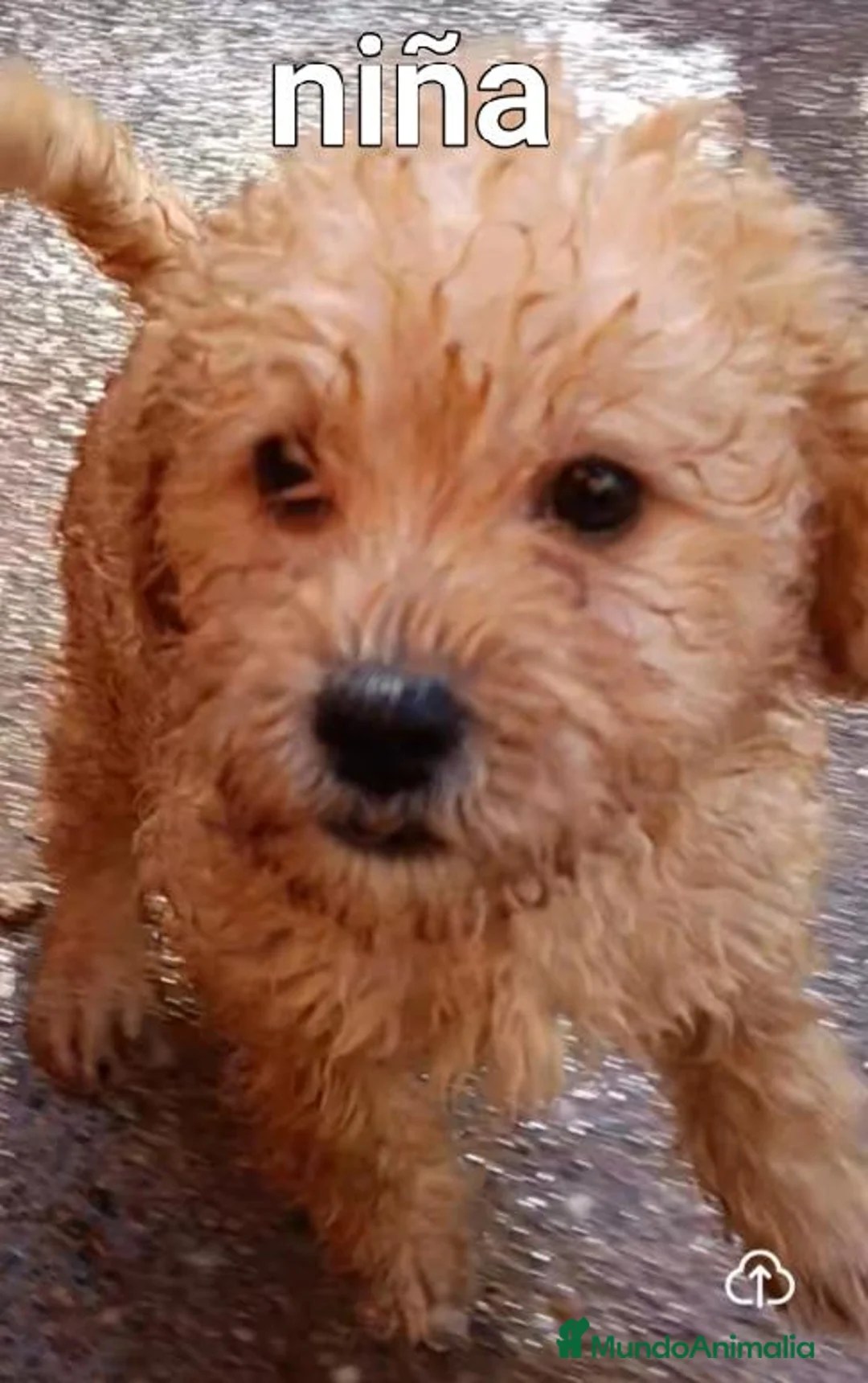 Labradoodle perros en venta: Preciosos cachorros labradoodle - Anuncio 1
