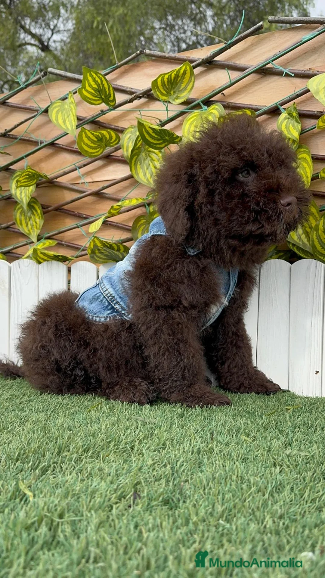 Perro de Agua Español perros en venta: PERRO DE AGUA ESPAÑOL - Anuncio 10