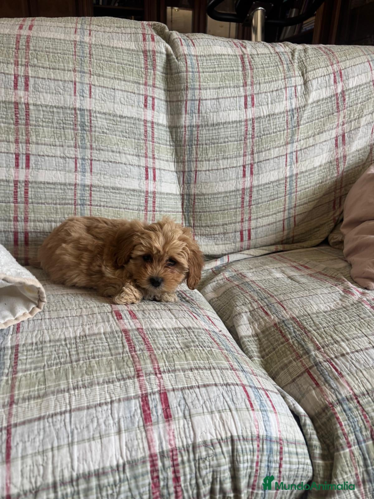 Maltipoo perros Maltipoo mini última!! - Anuncio 1
