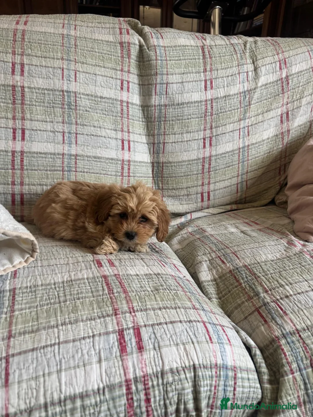 Maltipoo perros en venta: Maltipoo mini última!! - Anuncio 1