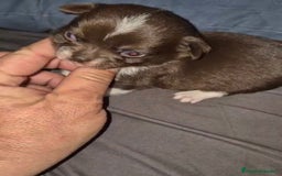 Chihuahua perros en venta: Chihuahuas cabeza manzana - Imagen 9