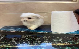 Bichón Maltés perros en venta: Bichon maltés toy  - Imagen 2