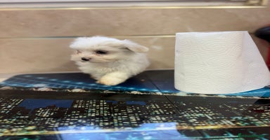 Bichón Maltés perros - Anuncio 5