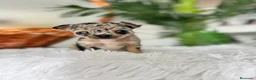 Chihuahua perros en venta: CHIHUAHUA MERLE - Anuncio 5