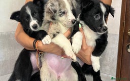 Border Collie perros en venta: Camada de Border collie  - Imagen 9