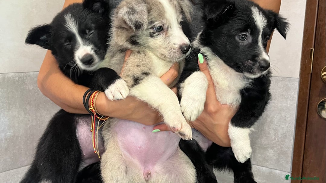 Border Collie perros en venta: Camada de Border collie  - Imagen 9