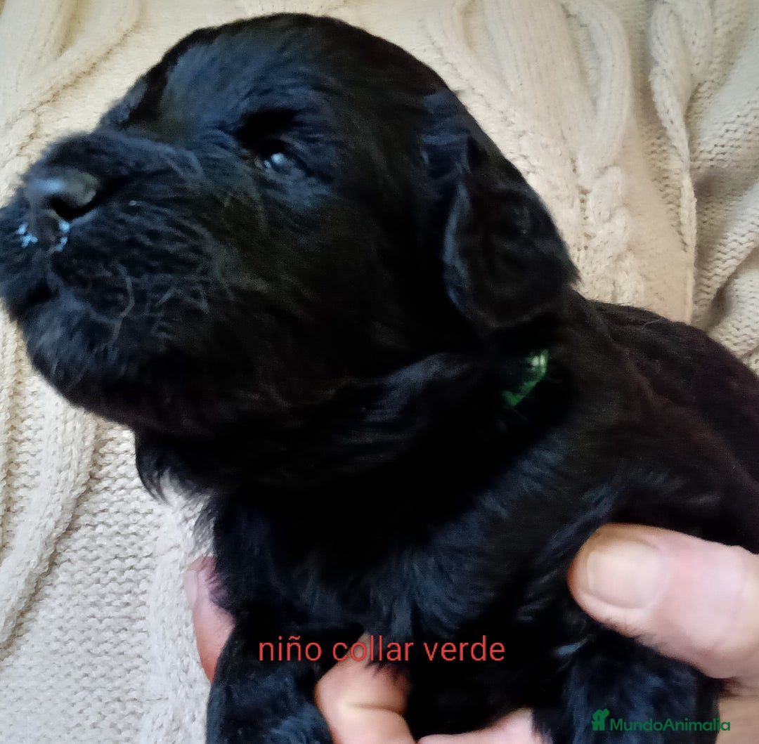 Labradoodle perros en venta: Hermosos cachorros medianos - Imagen 4