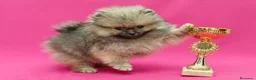 Pomerania perros en venta: POMERANIA TODA ESPAÑA  - Anuncio 3
