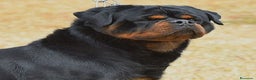 Rottweiler perros en venta: Rottvale kennel criadero desde el año 2012 en Valencia - Anuncio 13