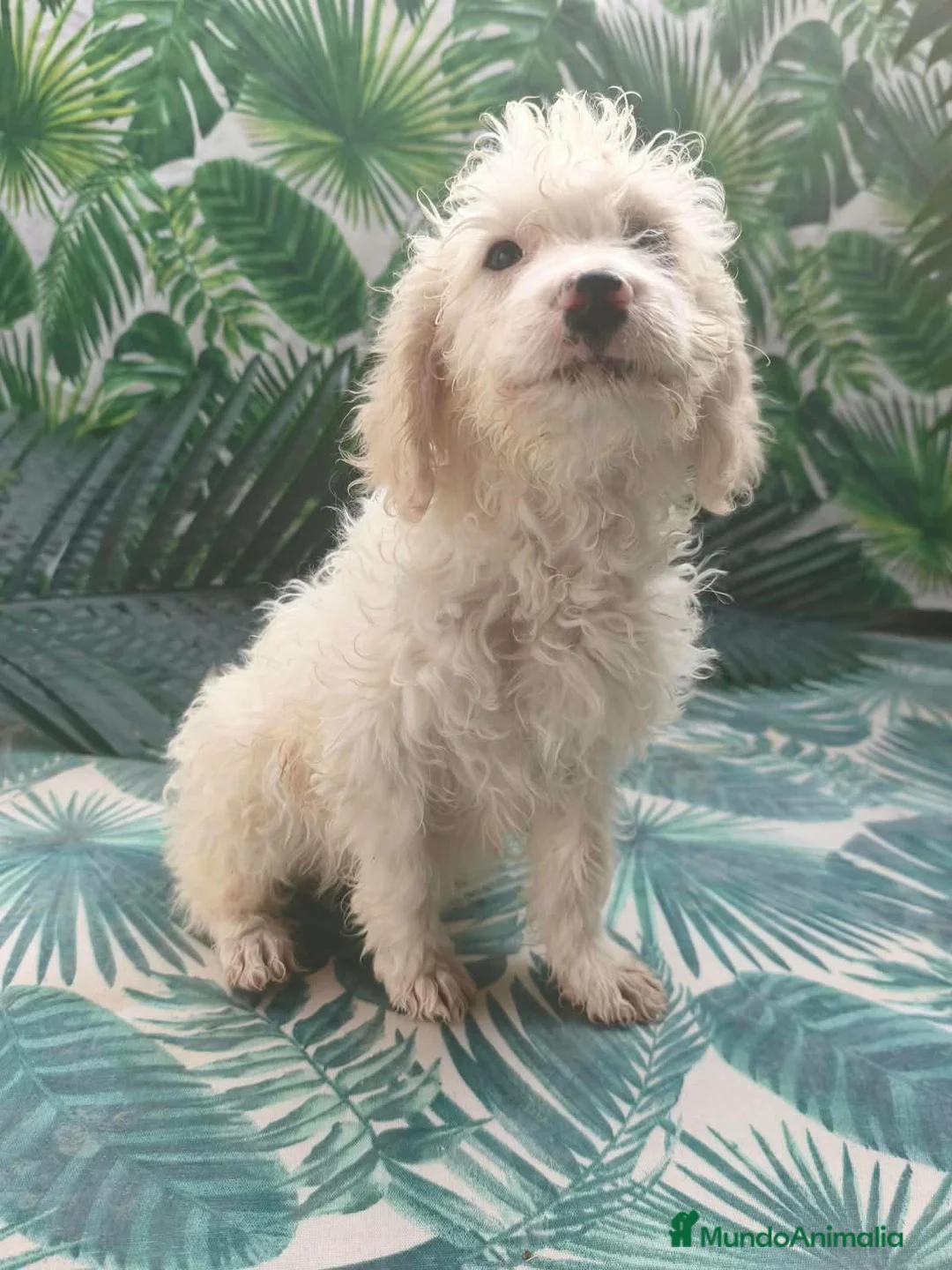 Perro de Agua Español perros en venta: Cachorros pda en Salamanca - Anuncio 2