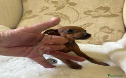 Pinscher Miniatura perros en venta: Pinscher Miniatura cachorros de ensueño - Imagen 17