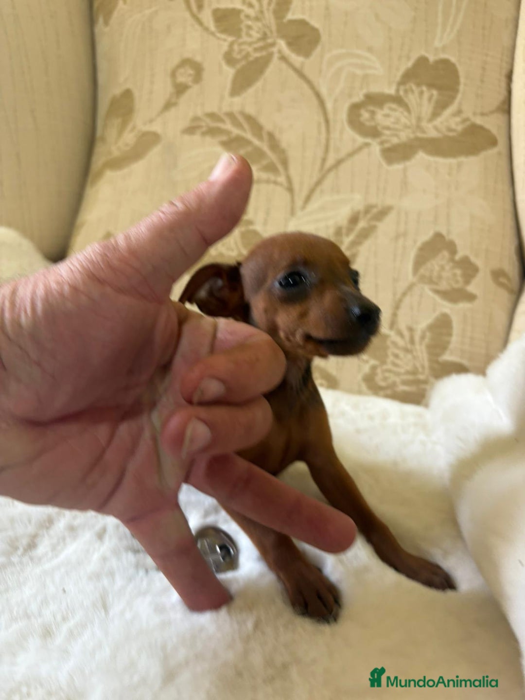 Pinscher Miniatura perros en venta: Pinscher Miniatura cachorros de ensueño - Imagen 17