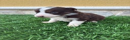 Border Collie perros en venta: Impresionantes Border Collie varios colores  - Anuncio 6